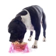 In the study, 46 Staffordshire Bull Terriers were fed either kibble or a raw food diet for 4.5 months.