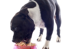 In the study, 46 Staffordshire Bull Terriers were fed either kibble or a raw food diet for 4.5 months.
