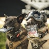 Tactical Dogs Rare Breed