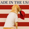 A Labrador Facing Away From The Viewer The Dog Holds A Red Baseball Cap In His Mouth The Dog Wears A White T Shirt He Stands In Front Of A Backdrop Of Wide Red And White Stripes