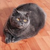Excess weight is one of the most common health issues in cats today.