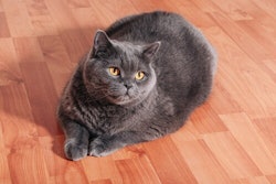 Excess weight is one of the most common health issues in cats today.