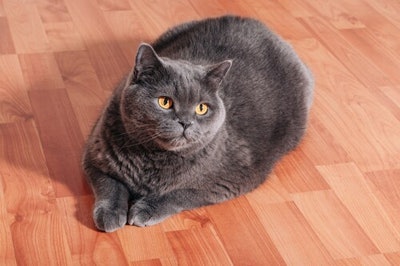 Excess weight is one of the most common health issues in cats today.
