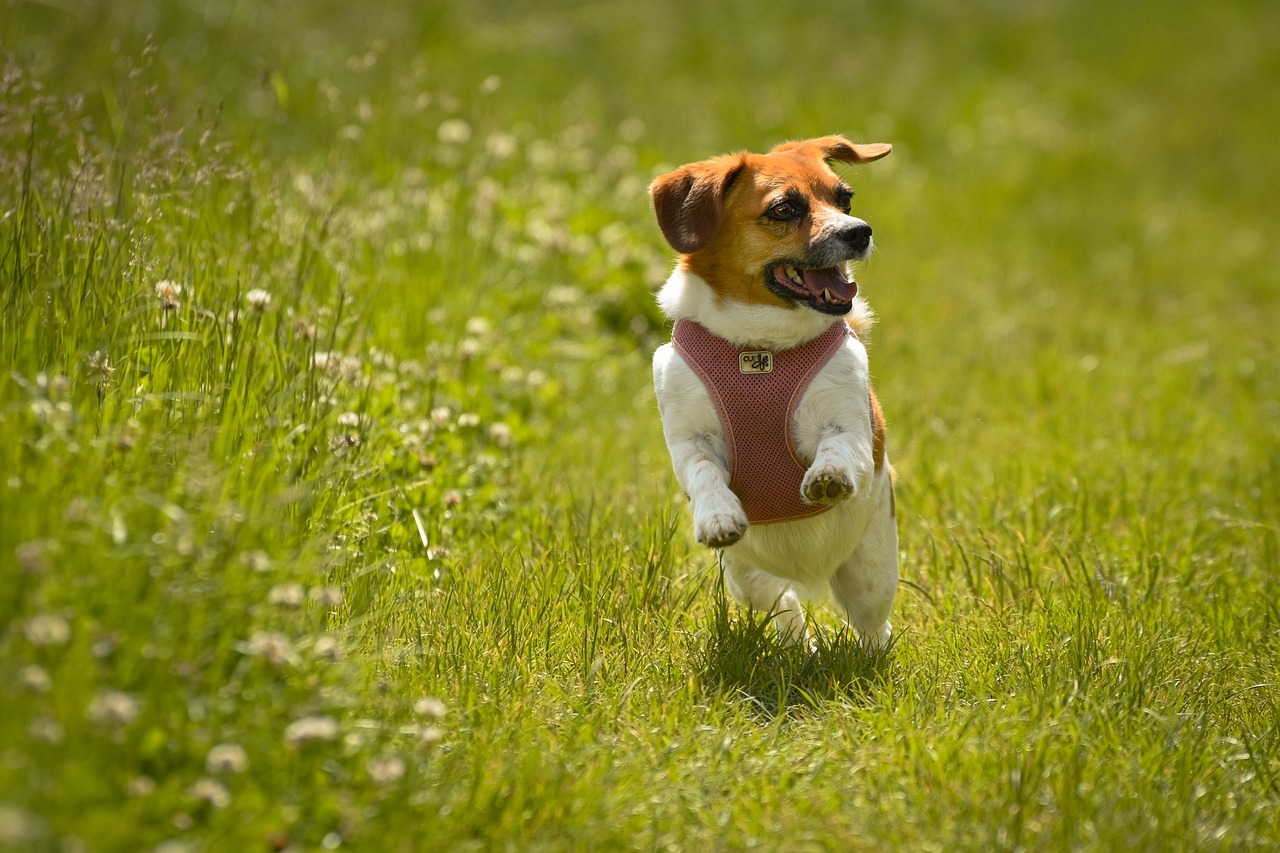 Beagle Running Through Field Alexas Fotos Pixabay