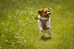 Beagle Running Through Field Alexas Fotos Pixabay