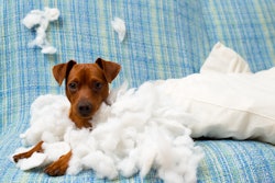 Bigstock Naughty Playful Puppy Dog Afte 37193968