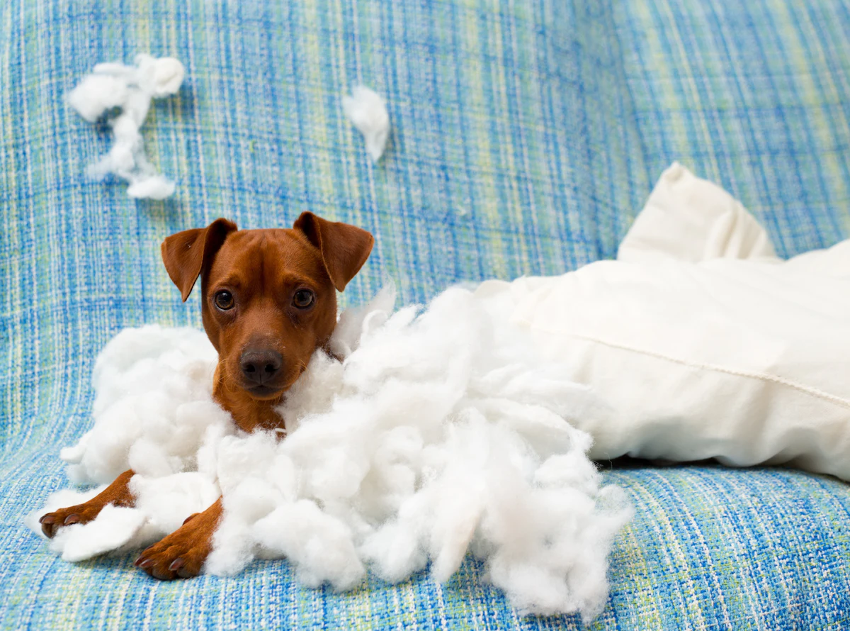 Pet food industry evolves approach to behavioral health Pet food industry evolves approach to behavioral health