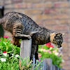 Cat Balanced Onfence Pixabay