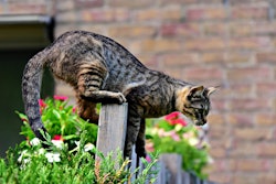 Cat Balanced Onfence Pixabay