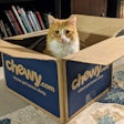 According to the latest Bubblegum Search report, retailer Chewy leads U.S. pet-related searches with 4.3 million monthly visits.