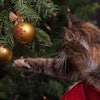 Over 40% of cat owners purchase Christmas gifts, spending an average of $30.70 per gift, noted APPA.