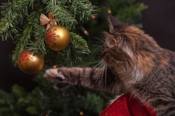 Over 40% of cat owners purchase Christmas gifts, spending an average of $30.70 per gift, noted APPA.