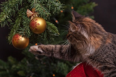 Over 40% of cat owners purchase Christmas gifts, spending an average of $30.70 per gift, noted APPA.