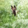 Dog In Barley Field 835690 1280
