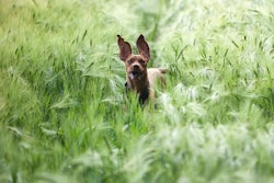 Dog In Barley Field 835690 1280