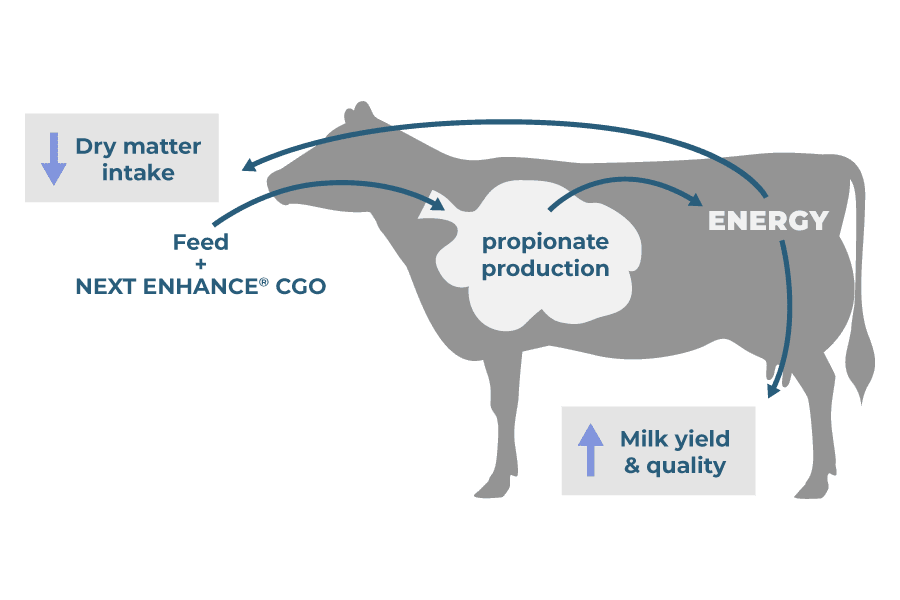 From Feed To Milk 900x600 1