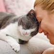 Darwin’s Cats allows cat owners to share their pets’ DNA for research in a cat-friendly way.