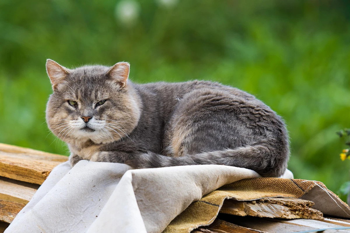 10 takeaways: Senior pet nutrition needs shift as dogs, cats live longer 10 takeaways: Senior pet nutrition needs shift as dogs, cats live longer