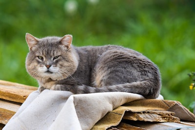 Old Cat Alexey Marcov Pixabay