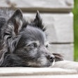 Senior Dog Resting Medienluemmel Pixabay