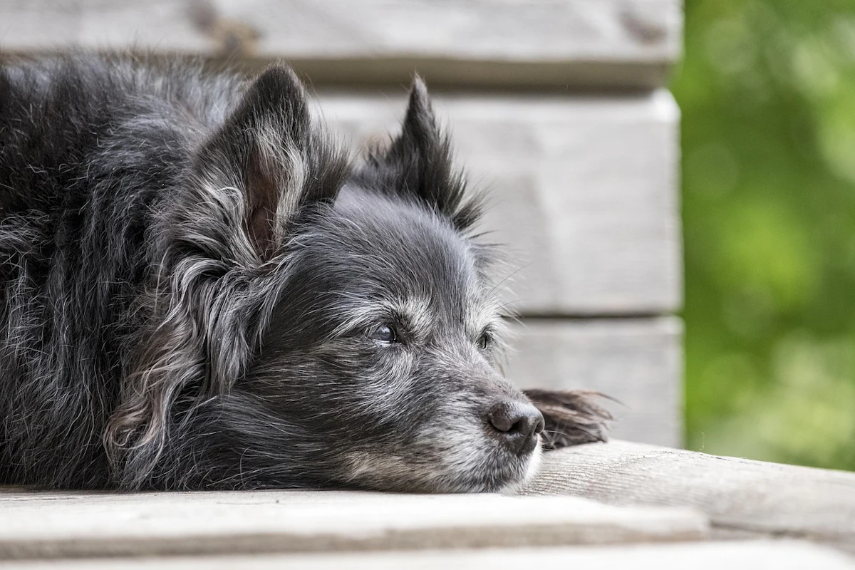 BSM Partners questions validity of Farmer’s Dog metabolomic study BSM Partners questions validity of Farmer’s Dog metabolomic study