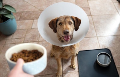 Hill&rsquo;s offers both dog and cat foods in dry and wet formulas, as well as treats. More importantly, the company focuses on breed size, lifestage and health category to ensure pets eating Hill&rsquo;s food get the precise nutrition they need to be healthy.