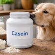 A Dog Sniffing A Container Of Casein Human Food Supplement