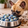 A Pet Food Bowl Filled With Tiny Planet Earths Instead Of Kibble A French Bulldog Sniffs At The Bowl