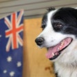 Bigstock Border Collie Sheep Dog Rafael Ben Ari