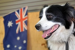 Bigstock Border Collie Sheep Dog Rafael Ben Ari
