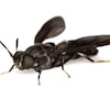 Black Solider Fly Innovafeed