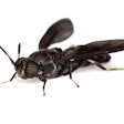 Black Solider Fly Innovafeed