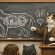 Calico Cat Teaching A College Lecture About Cat Kidneys There Is A Chalk Diagram Of A Cat's Internal Organs Drawn On A Blackboard