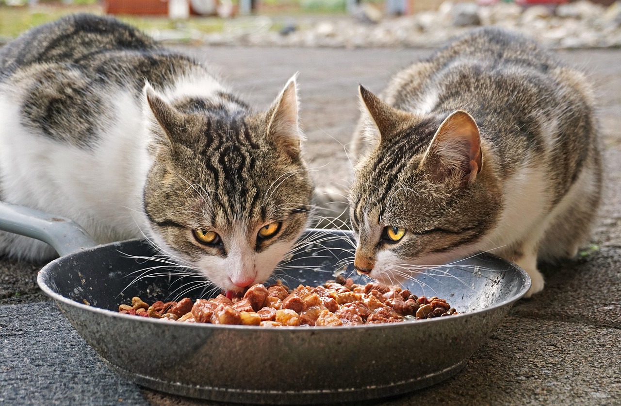 Cats Eating Fresh Outside Rotbart94 Pixabay