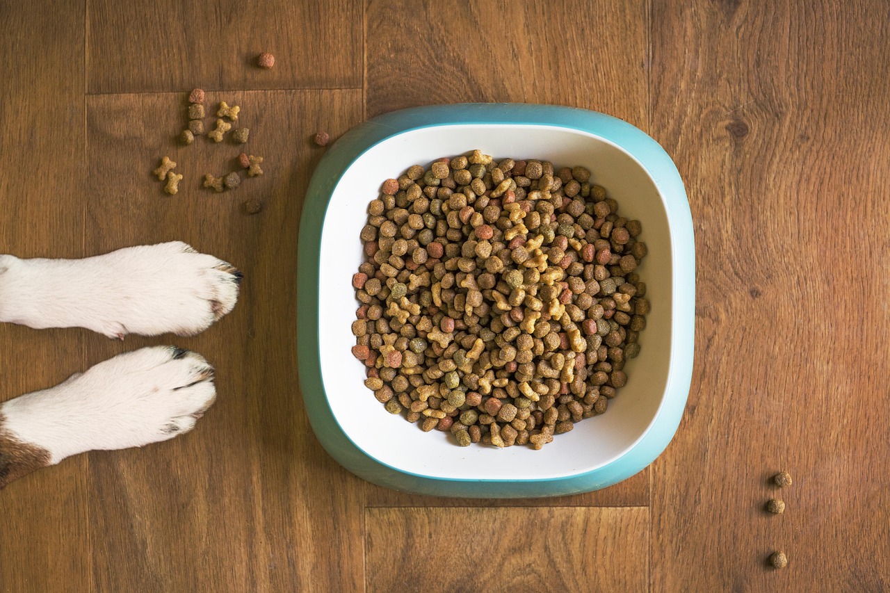 Dog Paws With Food In Bowl Mattycoulton Pixabay