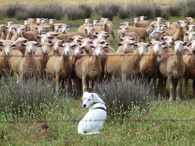 Dog With Sheep Counselling Pixabay