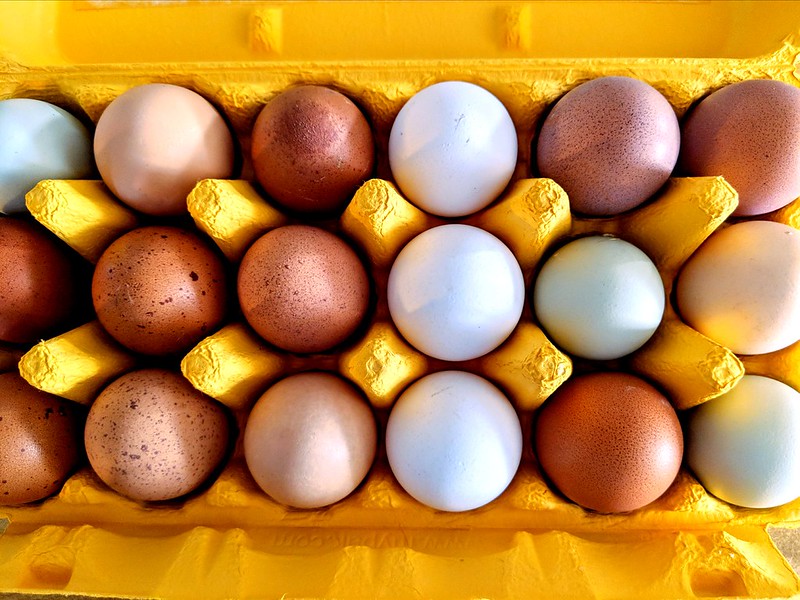 Eggs In Carton Andrea Gantz