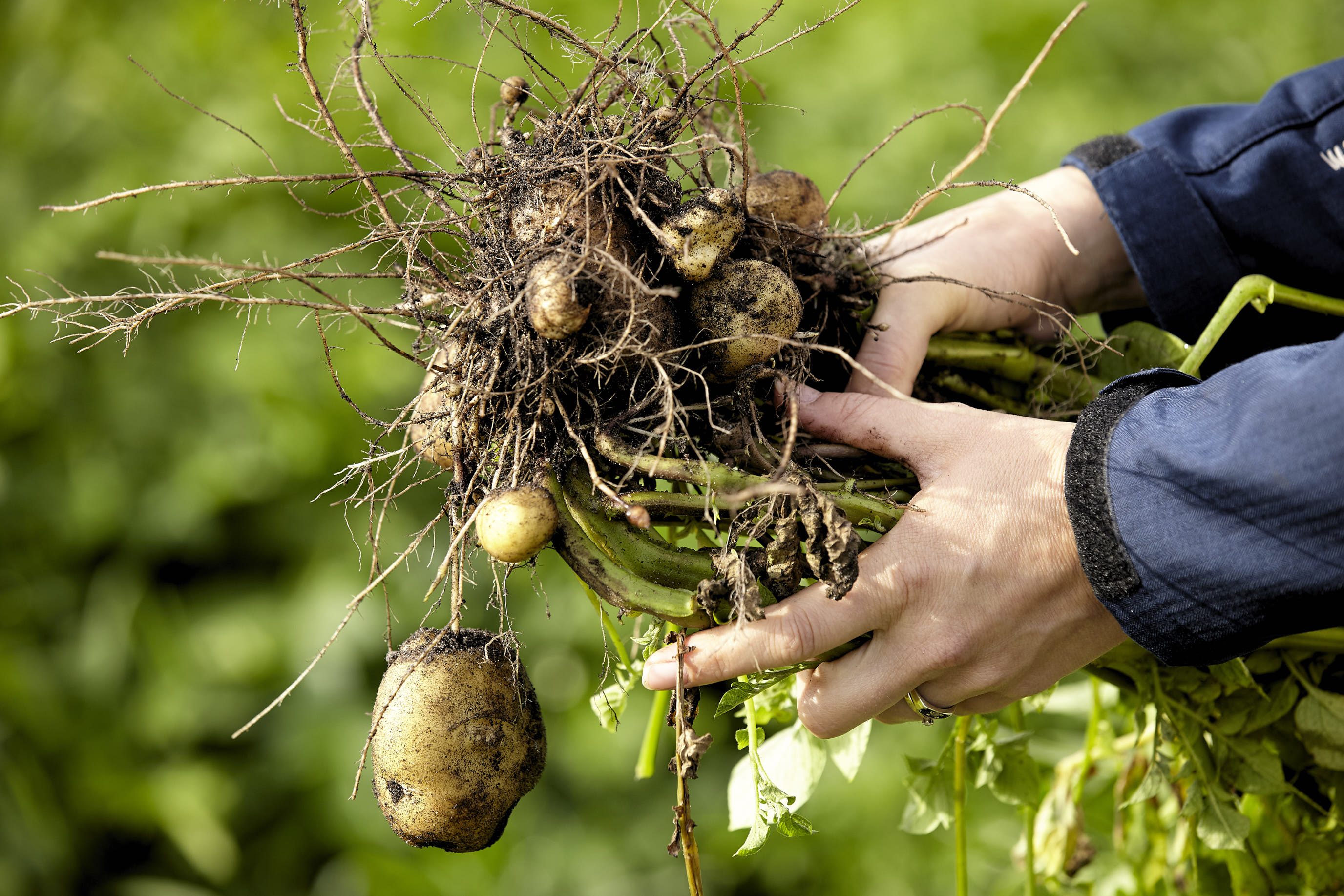 Kmc Innovative Potato Based Solutions For The Feed And Petfood Industry