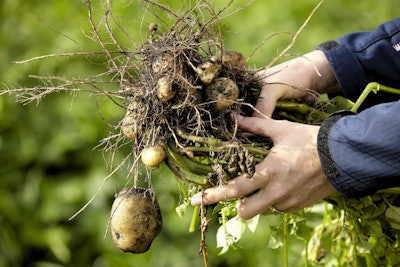 Kmc Innovative Potato Based Solutions For The Feed And Petfood Industry