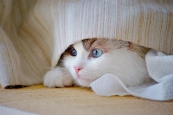 Sleepy Cat In Bed Dongda212 Pixabay