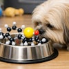 Vitamin E Molecule In A Dog Food Bowl A Lhasa Apso Dog Is Sniffing It