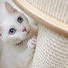 White Kitten On Cat Tree Daga Roszkowska Pixabay