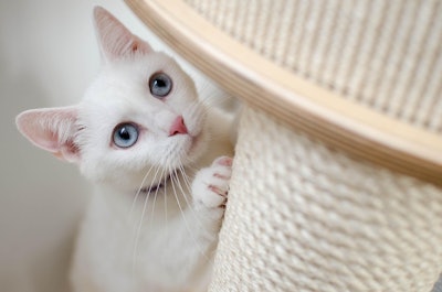 White Kitten On Cat Tree Daga Roszkowska Pixabay