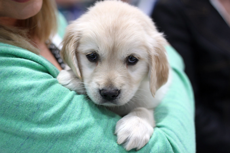 Pet adoption rates are becoming more nuanced among various demographics, including generation and income levels.