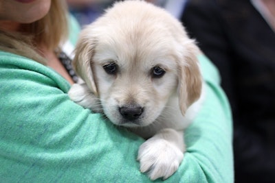 Pet adoption rates are becoming more nuanced among various demographics, including generation and income levels.