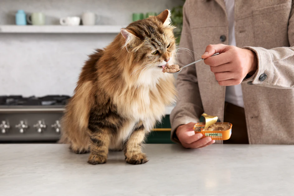 Jinx launches cat food line exclusively at Walmart | PetfoodIndustry