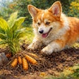 Corgi Digging Up A Turmeric Plant