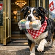 Dog Carrying A Stack Of Swiss Francs Out Of A Swiss Bank The Dog Wears A Red Checkerboard Bandana Around Her Neck