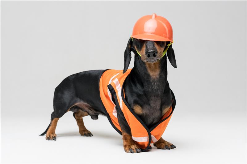 A well-trained, engaged workforce is the foundation of any effective pet food safety system, according to Will Henry, owner of Turkey Creek Holdings.