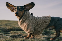 Increasing pet ownership and rising disposable incomes are key growth drivers in the Latin America pet care market.